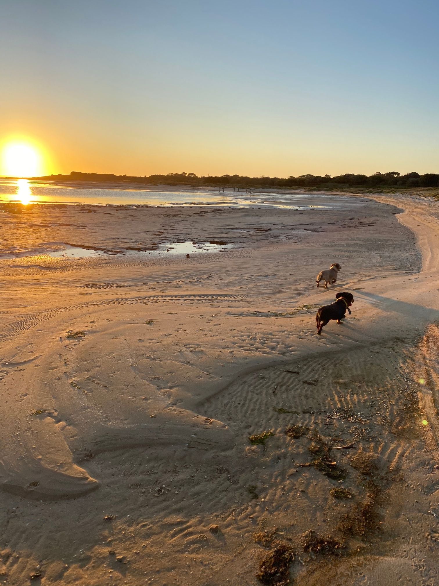 Two dogs running on a sandy beach at sunset.