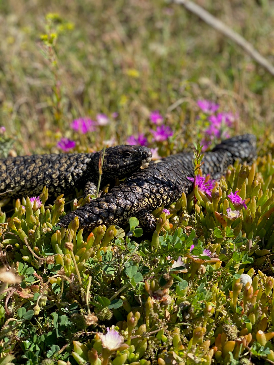 Lizard on a grassy field with pink flowers, coorong pigface