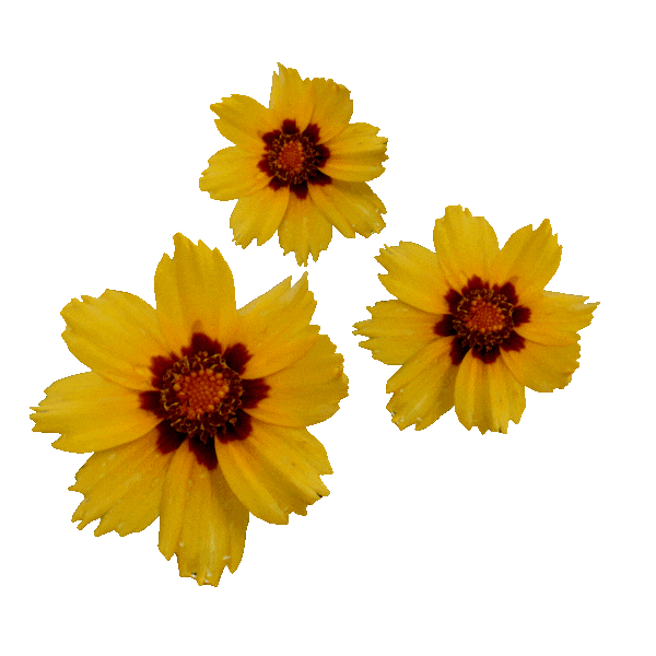 this is a photo with no background of 3 yellow flowers at coorong life 