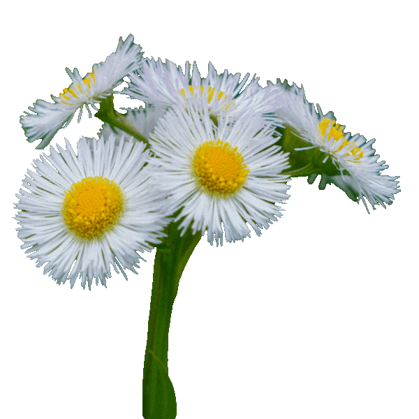 Photo is of some native Coorong flowers white with yellow 
