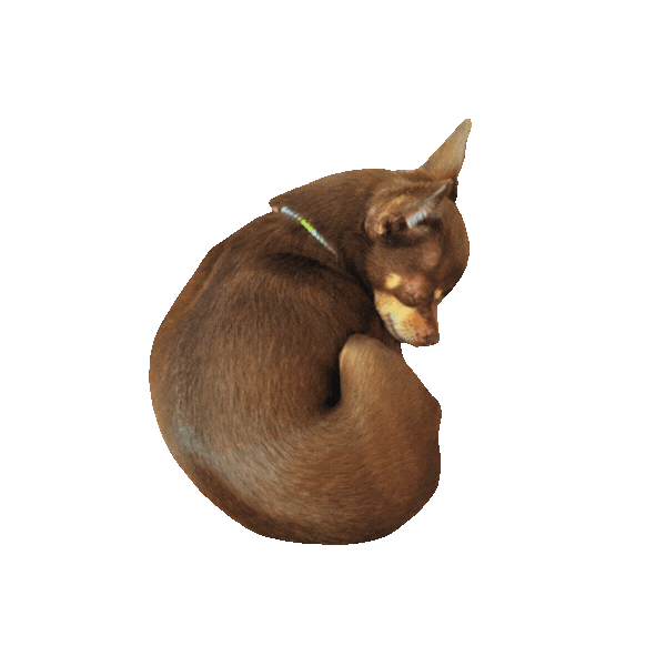 This is a cut out of a small brown chihuahua from Cooronglife called Brandi Lee Brooks she is curled up in a ball photo is taken from above 