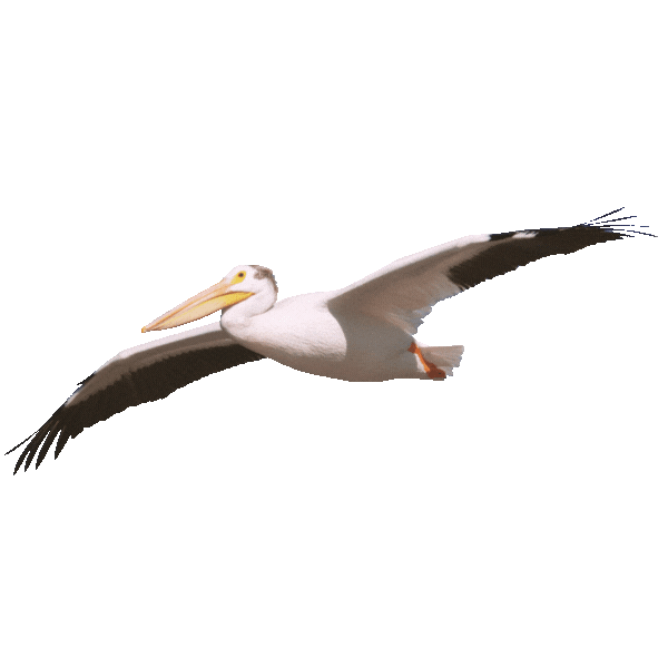 Photo is of a coorong pelican flying the background has been cut out for use in collages on the website at coorong life 